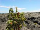 der Ohia und ich